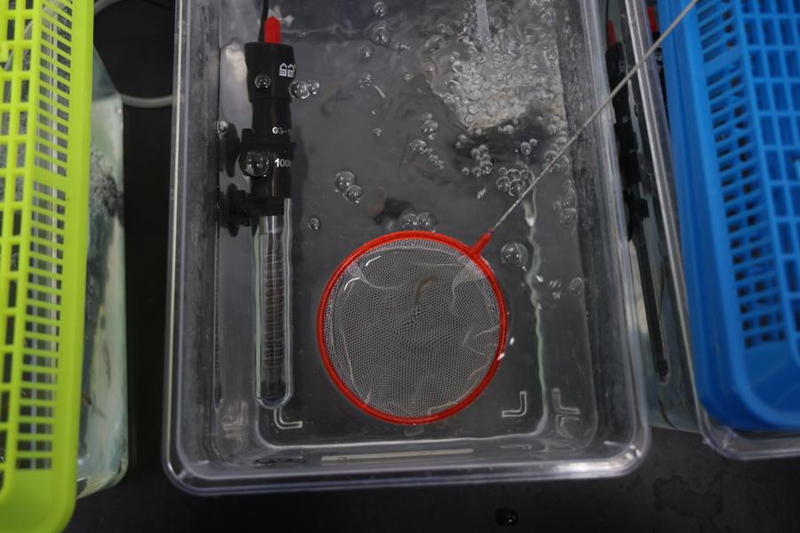 Mfanyakazi akiangalia hali ya samakipundamili  (zebrafish) kwa ajili ya matumizi ya ziada kwenye Kituo cha Kurushia Satalaiti cha Jiuquan, kaskazini-magharibi mwa China, Aprili 25, 2024. (Xinhua/Jin Liwang)