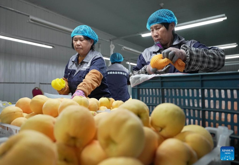 Upandaji matunda kwenye Kibanda cha Kilimo wasaidia ustawishaji wa vijiji mkoani Hebei, China