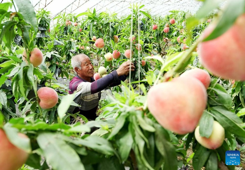 Upandaji matunda kwenye Kibanda cha Kilimo wasaidia ustawishaji wa vijiji mkoani Hebei, China