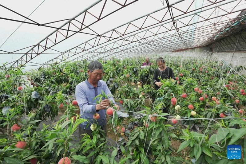Upandaji matunda kwenye Kibanda cha Kilimo wasaidia ustawishaji wa vijiji mkoani Hebei, China