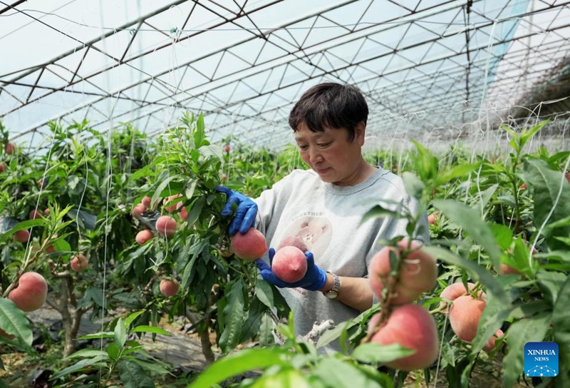 Upandaji matunda kwenye Kibanda cha Kilimo wasaidia ustawishaji wa vijiji mkoani Hebei, China