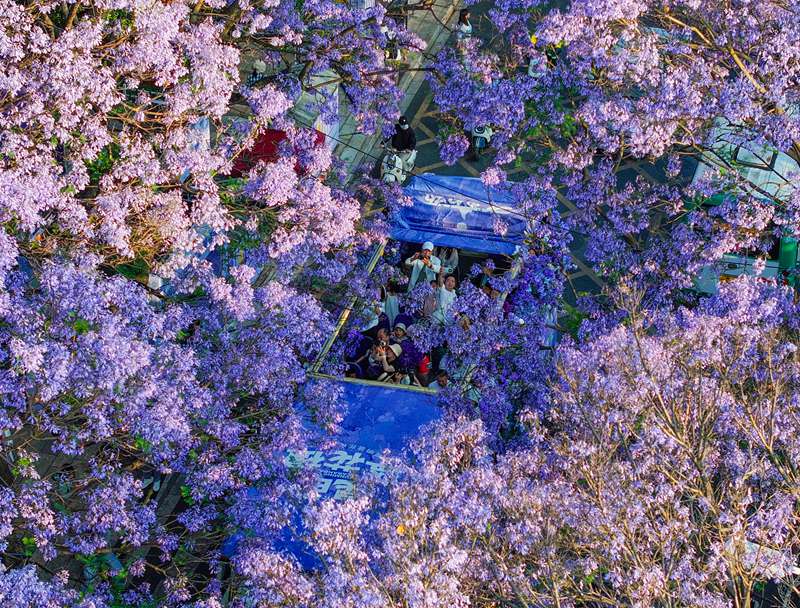 Miti ya jacaranda katika mchanuo wa maua yavutia watalii mjini Kunming, China