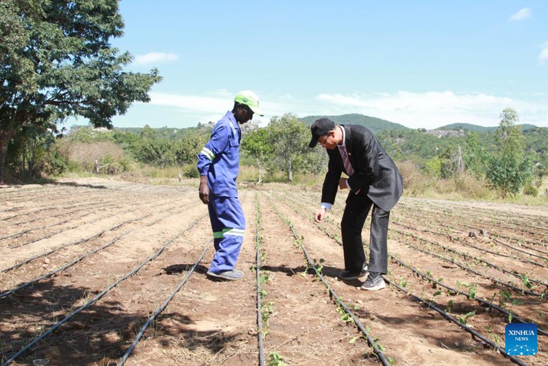 Tarehe 14, Mei, 2025, mtaalamu wa kilimo akieleza kuhusu uzalishaji wa kilimo kwa mwanakijiji mwenyeji kwenye kijiji cha kielelezo cha kilimo kilichoanzishwa kwa msaada wa China katika Wilaya ya Shamva, Mkoa wa Mashonaland ya Kati nchini Zimbabwe. (Xinhua/Tafara Mugwara)