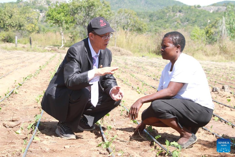 Tarehe 14, Mei, 2025, mtaalamu wa kilimo akieleza kuhusu uzalishaji wa kilimo kwa mwanakijiji mwenyeji kwenye kijiji cha kielelezo cha kilimo kilichoanzishwa kwa msaada wa China katika Wilaya ya Shamva, Mkoa wa Mashonaland ya Kati nchini Zimbabwe. (Xinhua/Tafara Mugwara)