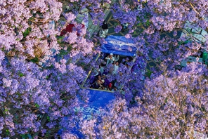 Miti ya jacaranda katika mchanuo wa maua yavutia watalii mjini Kunming, China