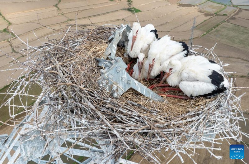 Ujenzi waahirishwa ili kulinda korongo weupe wa mashariki katika Mkoa wa Anhui, China