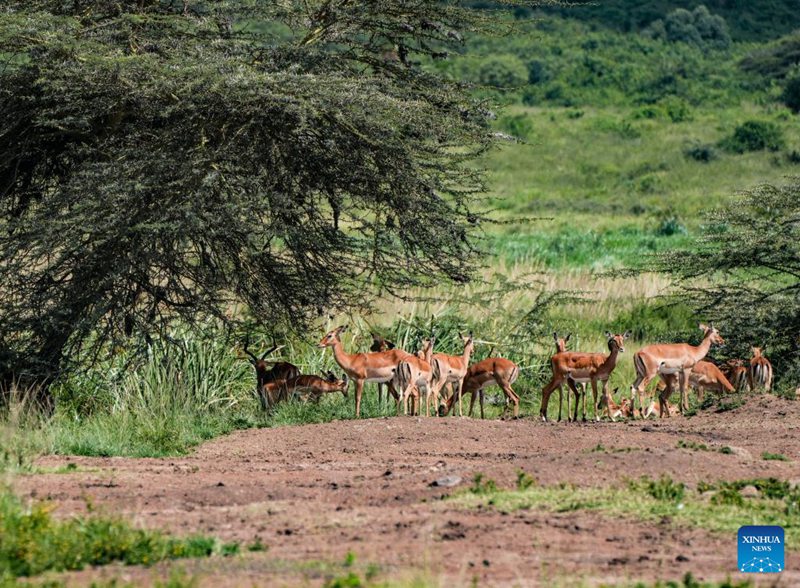 Namna gani reli ya SGR imeweza kuwa ateri ya kijani nchini Kenya?