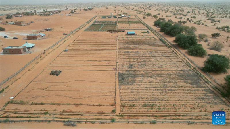 Uzoefu wa China katika kudhibiti jangwa wasaidia  maendeleo ya kijani ya Mauritania