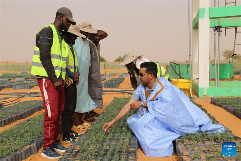 Uzoefu wa China katika kudhibiti jangwa wasaidia  maendeleo ya kijani ya Mauritania