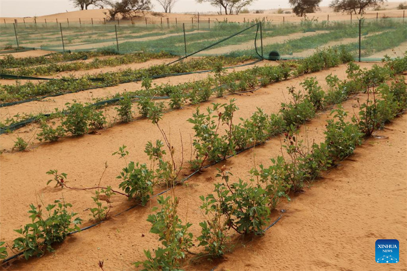 Uzoefu wa China katika kudhibiti jangwa wasaidia  maendeleo ya kijani ya Mauritania