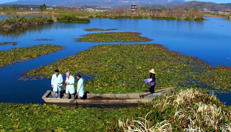 Profesa ashuhudia ottelia acuminata ikichanua tena katika Ziwa Erhai, China