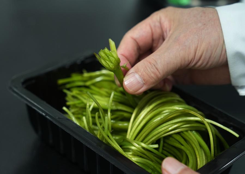 Profesa ashuhudia ottelia acuminata ikichanua tena katika Ziwa Erhai, China