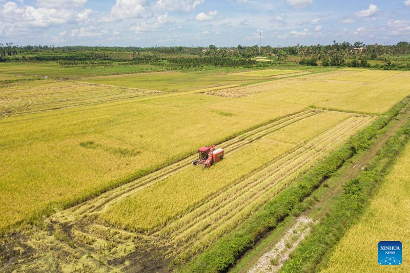 Majira ya kuvuna mazao ya mpunga yawadia katika Mkoa wa Hainan, Kusini mwa China