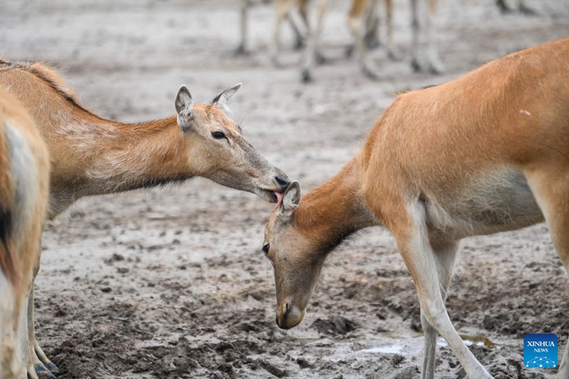 Kulungu milu wakionekana kwenye Hifadhi ya Taifa ya Mazingira ya Asili ya Milu mjini Dafeng Mkoani Jiangsu, mashariki mwa China, Juni 7, 2025. (Xinhua/Cao Yiming)