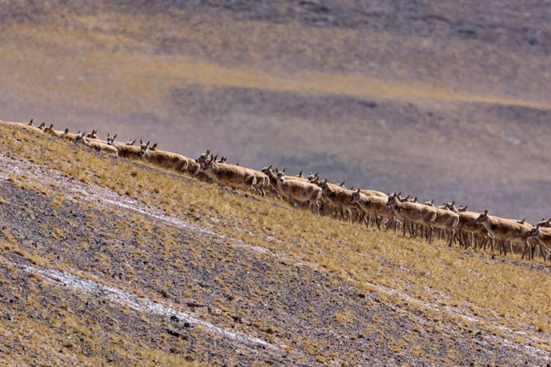 Safari ya Swala wa Tibet ya kuhama kwenda kuzaa katika Mkoa wa Xizang, China yaendelea