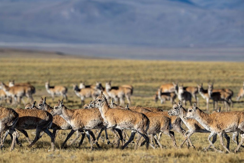 Safari ya Swala wa Tibet ya kuhama kwenda kuzaa katika Mkoa wa Xizang, China yaendelea