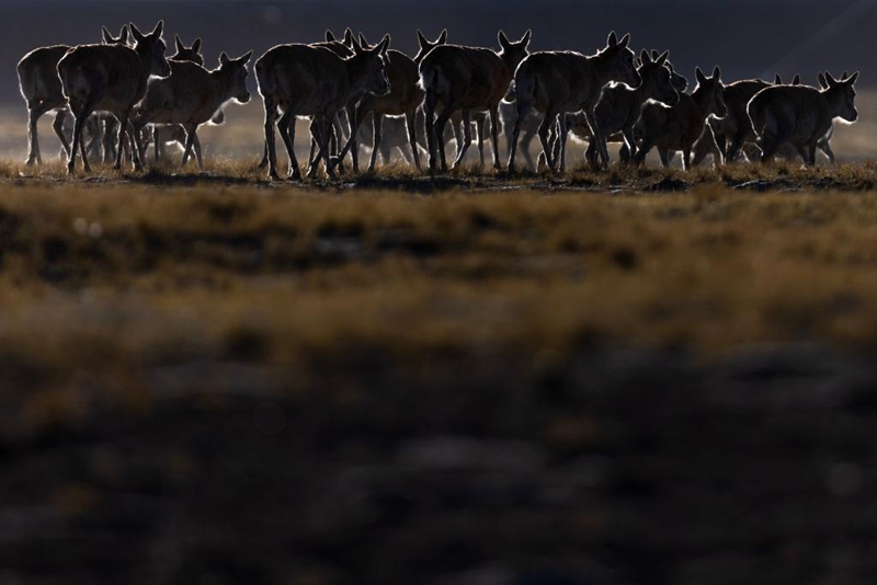 Safari ya Swala wa Tibet ya kuhama kwenda kuzaa katika Mkoa wa Xizang, China yaendelea