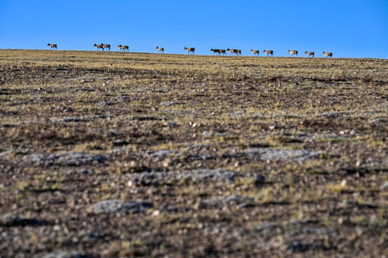 Safari ya Swala wa Tibet ya kuhama kwenda kuzaa katika Mkoa wa Xizang, China yaendelea