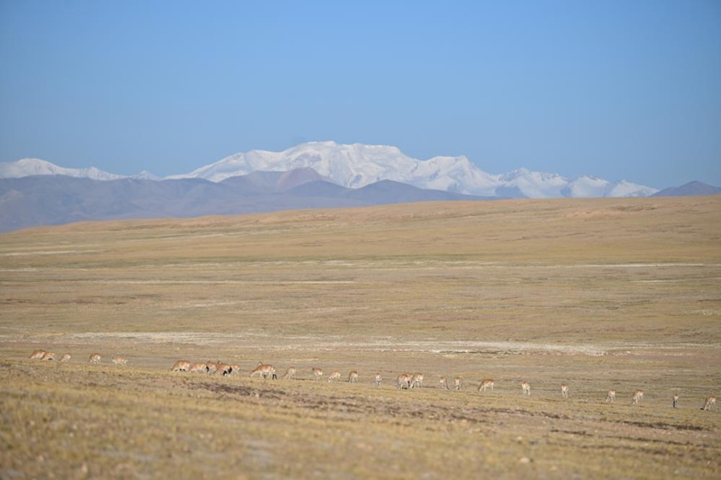 Safari ya Swala wa Tibet ya kuhama kwenda kuzaa katika Mkoa wa Xizang, China yaendelea