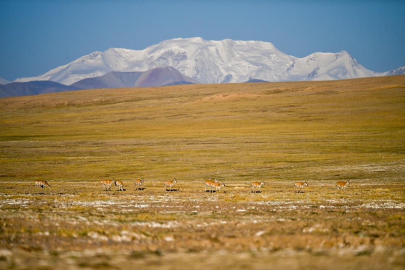 Swala wa Tibet wakiwa katika safari ya kuhama katika Hifadhi ya  Kitaifa ya Mazingira ya Asili ya Changtang, Mkoa unaojiendesha wa Xizang, kusini-magharibi mwa China, tarehe 10 Juni, 2025. (Xinhua/Liu Jinhai)
