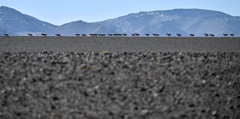 Safari ya Swala wa Tibet ya kuhama kwenda kuzaa katika Mkoa wa Xizang, China yaendelea