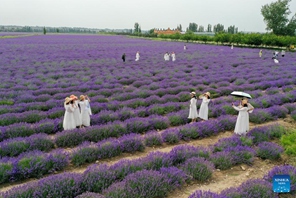 Shughuli za utalii za siku za lavender zahimiza maendeleo ya uchumi katika Mkoa wa Xinjiang, China