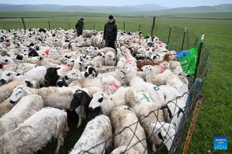 Maisha ya kuhamahama ya mfugaji katika Mkoa wa Mongolia ya Ndani, China