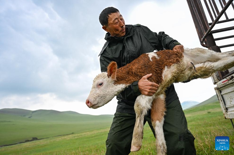 Maisha ya kuhamahama ya mfugaji katika Mkoa wa Mongolia ya Ndani, China
