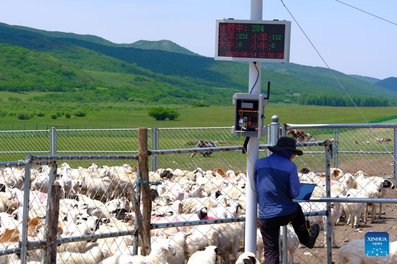 Maisha ya kuhamahama ya mfugaji katika Mkoa wa Mongolia ya Ndani, China
