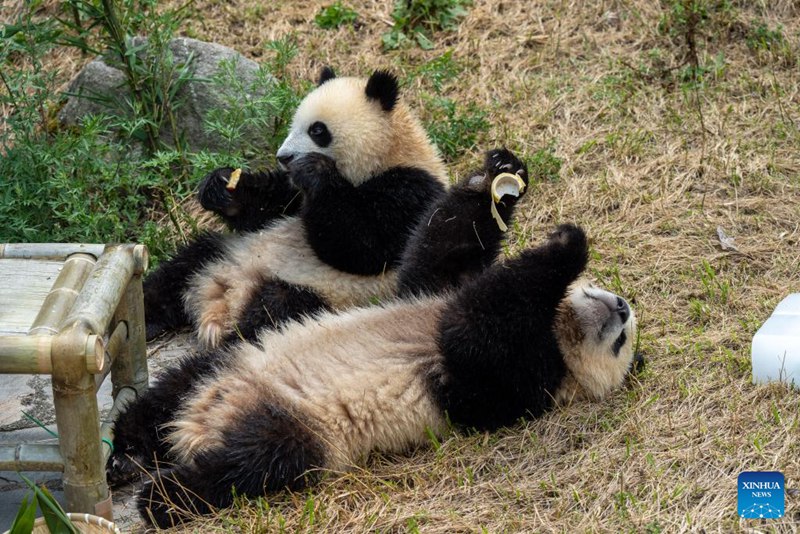 Shughuli ya msimu wa sikukuu ya kuzaliwa kwa panda yafanyika Sichuan, China