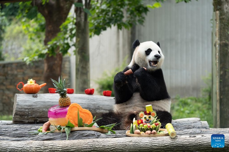 Shughuli ya msimu wa sikukuu ya kuzaliwa kwa panda yafanyika Sichuan, China