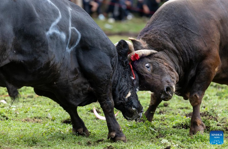 Ngo’mbe mafahali wakipigana kwenye tamasha la siku ya mwenge katika Tarafa ya Longtan ya Wilaya ya Butuo katika Mkoa wa Sichuan, kusini-magharibi mwa China, Julai 21, 2025. (Xinhua/Jiang Hongjing)