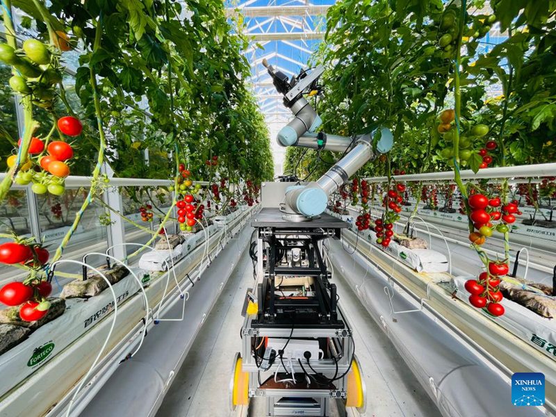 Roboti ya GEAIR inaendelea kufanya kazi ya uchavushaji kwenye banda la kupanda nyanya mjini Beijing, China, Novemba 29, 2024. (IGDB ya CAS/Picha kwa Xinhua)