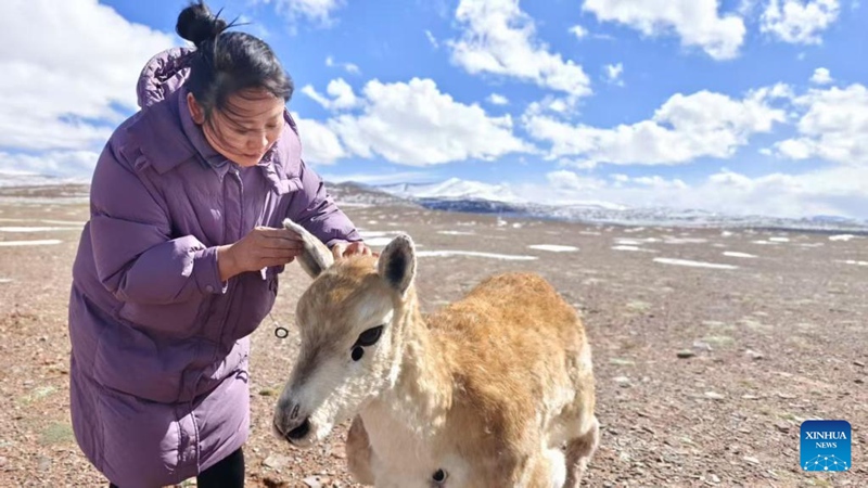 Mtaalamu wa manyoya na uundaji wa wanyama wa mfano akimrekebisha roboti wa paa wa Tibet kwenye Hifadhi ya kitaifa ya Hoh Xil, Mkoani Qinghai, China, Julai 2025. (Xinhua/Jiao Xufeng)