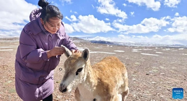 Roboti ya paa wa Tibet yaungana na kundi la paa