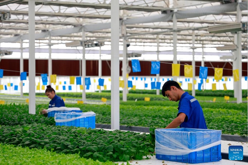 Habari katika picha: Shamba kama kiwanda linalotumia teknolojia za kisasa mjini Kuqa, Xinjiang nchini China