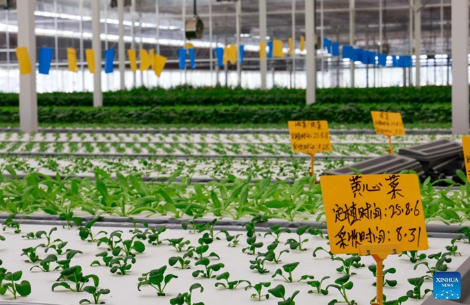 Shamba kama kiwanda linalotumia teknolojia za kisasa mjini Kuqa, Xinjiang nchini China