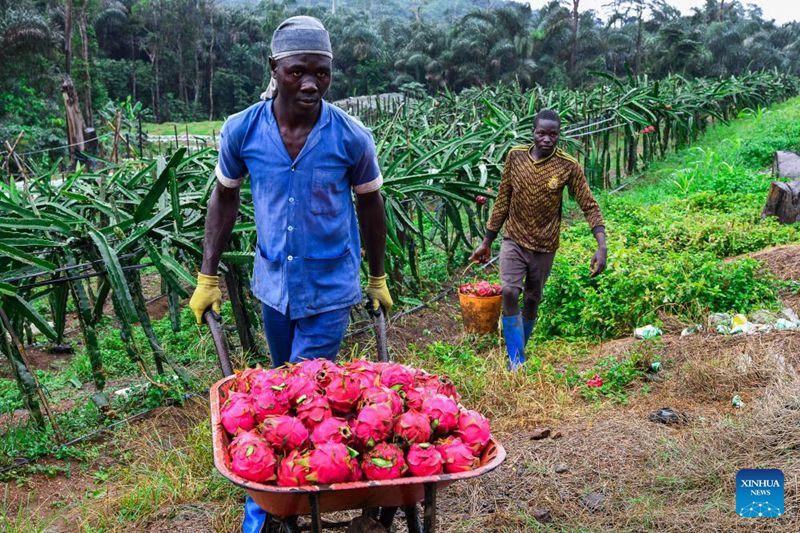 Wafanyakazi wanabeba matunda yaliyovunwa kutoka kwenye shamba la Arnold Kogaing huko Souza, Mkoani Littoral Cameroon, Agosti 20, 2025. (Xinhua/Kepseu)