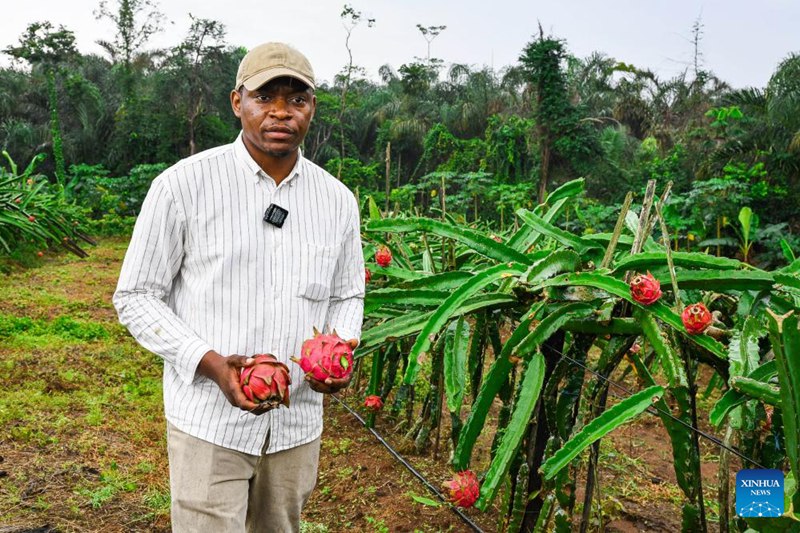 Picha iliyopigwa Agosti 20, 2025 inamwonyesha Arnold Kogaing akitambulisha matunda ya dragon fruit katika shamba lake huko Souza, Mkoani Littoral Cameroon. (Xinhua/Kepseu)