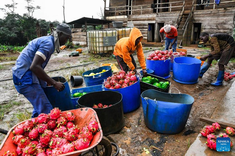 Wafanyakazi wanasafisha matunda ya dragon fruit kabla ya kuyahifadhi kwenye mabeseni kwenye  shamba la Arnold Kogaing huko Souza, Mkoani Littoral Cameroon, Agosti 20, 2025. (Xinhua/Kepseu)