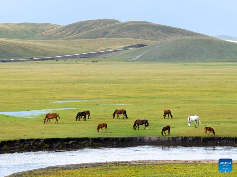 Malisho ya Chenbarhu Banner ya Mongolia ya Ndani, China  yaingia majira ya mchipuko