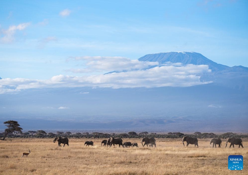 Hifadhi ya Taifa ya Amboseli yajulikana kwa mandhari ya kipekee na wanyama pori nchini Kenya