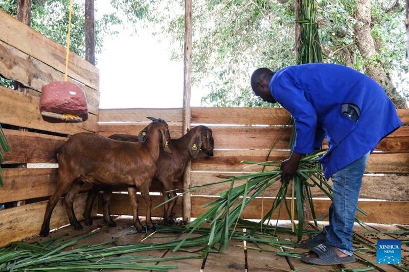 Uganda yaingiza mbuzi chotara wa China kuongeza uzalishaji