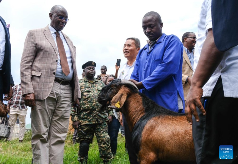 Uganda yaingiza mbuzi chotara wa China kuongeza uzalishaji