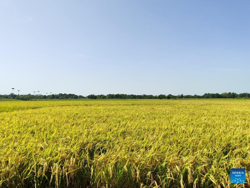 Picha hii iliyopigwa Novemba 6, 2025 ikionyesha kituo cha kielelezo cha aina mpya za mpunga huko Boulbi, Mkoa wa Kadiogo, Burkina Faso. (Timu ya China ya msaada wa kiufundi wa kilimo/ kupitia Xinhua)