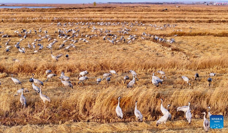 Hifadhi ya Ardhi Oevu yageuka kuwa paradiso kwa ndege wanaohamahama katika Mkoa wa Ningxia, Kaskazini Magharibi mwa China