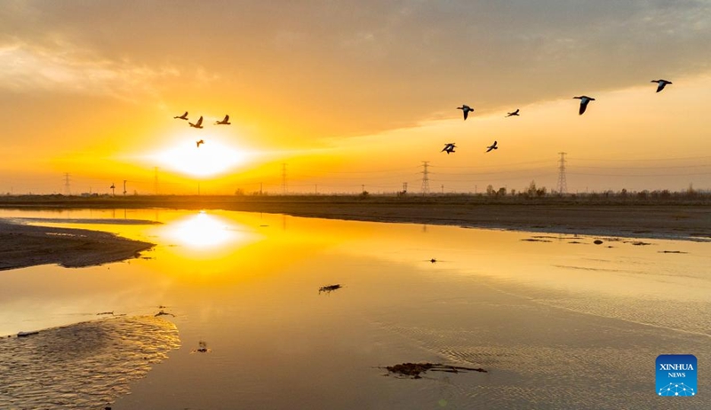 Hifadhi ya Ardhi Oevu yageuka kuwa paradiso kwa ndege wanaohamahama katika Mkoa wa Ningxia, Kaskazini Magharibi mwa China