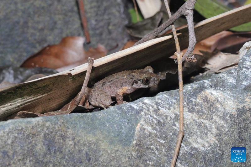 Spishi mpya ya chura yagunduliwa katika Mkoa wa Guangdong, China, na kupewa jina la “kung fu”