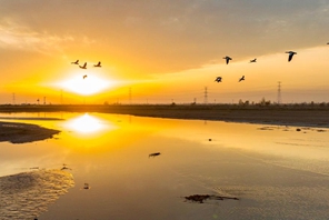 Hifadhi ya Ardhi Oevu yageuka kuwa paradiso kwa ndege wanaohamahama katika Mkoa wa Ningxia, Kaskazini Magharibi mwa China