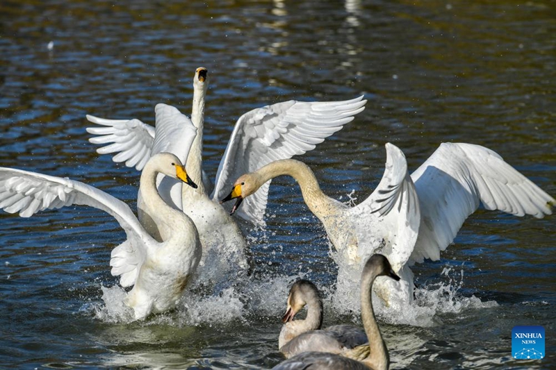 Ardhi Oevu ya Mto Manjano ya Pinglu Kaskazini-Magharibi mwa China yakaribisha batamaji wa mwituni wanaohamahama